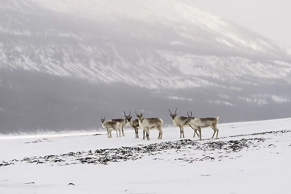 Siberian tundra reindeer (Rangifer tarandus sibiricus) Putoransky State Nature Reserve