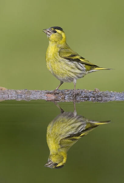 Siskin (Carduelis spinus) male reflected in garden pool. Scotland, May