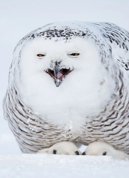 Snowy Owl (Nyctea  /  Buba scandiaca) crouched on snow covered ground, feeding, Canada