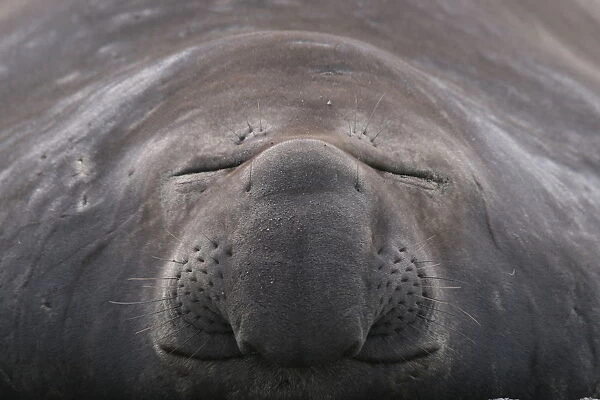 Southern elephant seal (Mirounga leonina) close up of sleeping individual, South Georgia