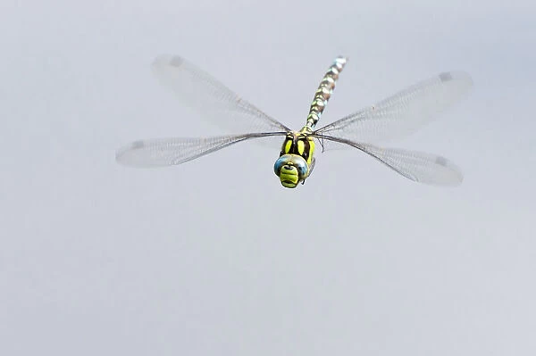 Southern hawker dragonfly (Aeshna cyanea) in flight, Arne RSPB reserve, Dorset, England, UK, August