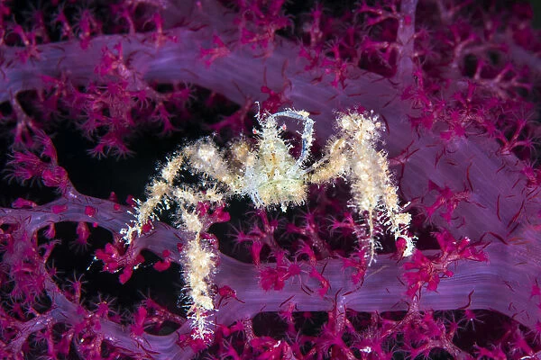 Spiny spider crab (Achaeus spinosus) reaching up and scratching its head, while climbing