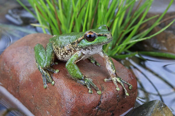 Spotted tree frog (Litoria spenceri) male, from Still Creek, north-eastern Victoria