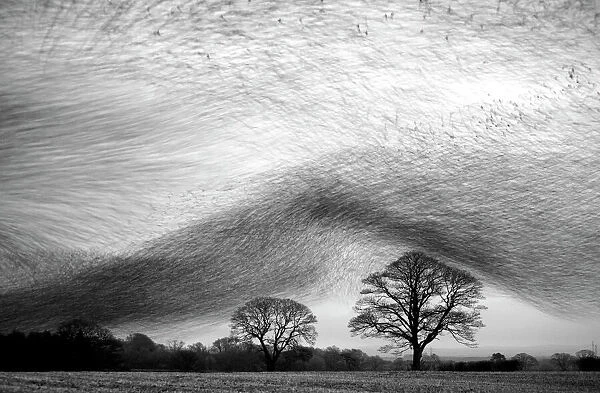 Starling murmuration, hundreds of thousands of starlings (Sturnus vulgaris) gather in the skies near their night time roost. Gretna Green, Scotland, January. Black and White Category Winner, Wildlife Photographer of the Year 2009. Non-ex