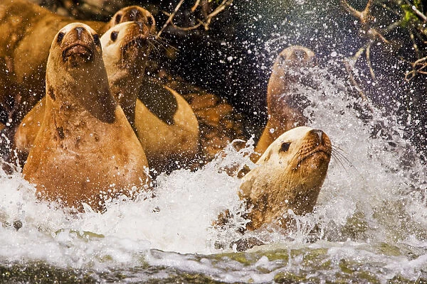 Stellers Sealion (Eumetopias jubata) stampede into the water. Clayoquot Sound