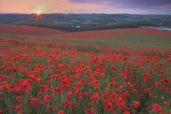 Sunset over fields of Common poppies (Papaver rhoeas) South Downs, West Sussex, England. June 2009