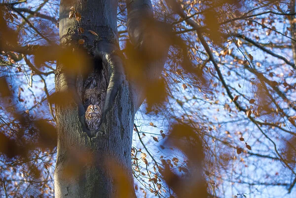 Tawny owl (Strix aluco) pair resting in nest hole, in tree with autumn leaves