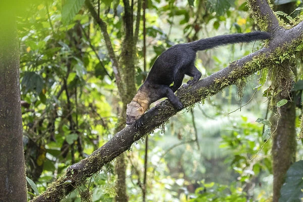 Tayra (Eira barbara) climbing in a tree in rainforest habitat with fern covered trees