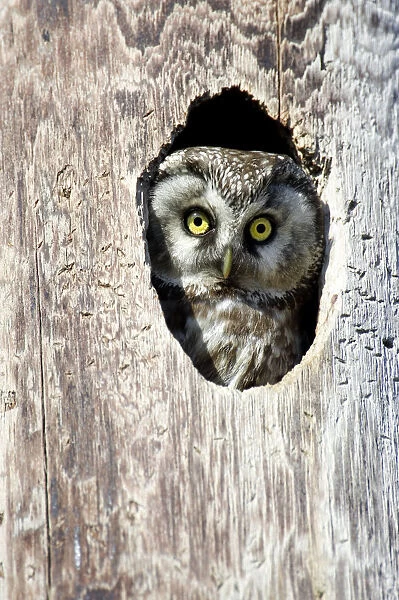 Tengmalms Owl, Boreal Owl (Aegolius funereus) looking out from its nest hole, Norway