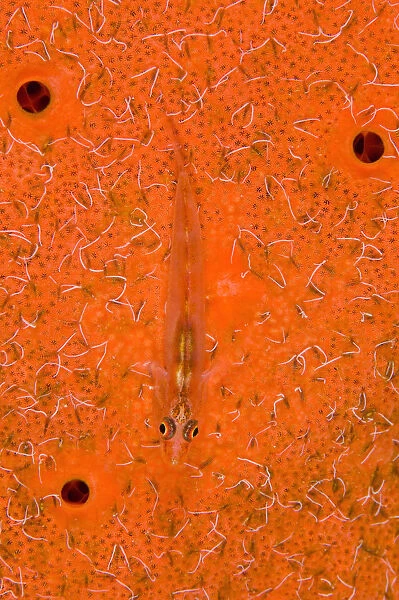Translucent goby (Bryaninops erythrops) rests on sponge (Pione vastifica) covered in spionid worms