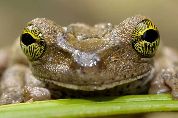 Tree frog 1+Hyla sp+2 face portrait, Tambopata National Reserve, Amazonia, Peru