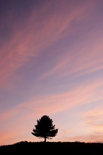 Tree silhoueted on the horizon at sunset, Arne RSPB reserve, Dorset, England, UK, July