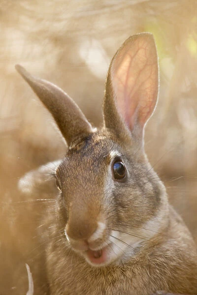 Tres Marias Rabbit (Sylvilagus graysoni). Maria Madre Island, Islas Marias Biosphere Reserve