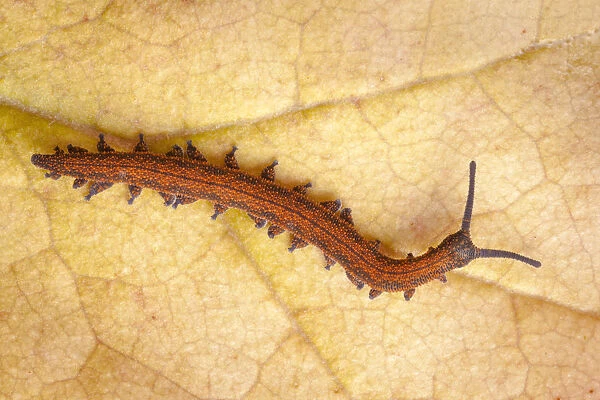 Velvet Worm (Peripatus novaezealandiae) known as living fossils, having