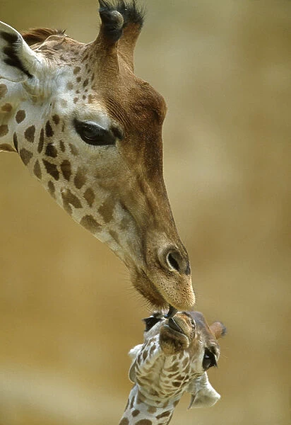 West African  /  Niger Giraffe (Giraffa camelopardalis peralta) mother and baby