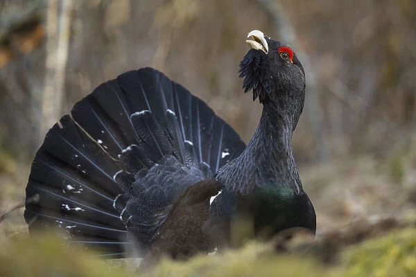 Western capercaillie (Tetrao urogallus) Tver, Russia. May