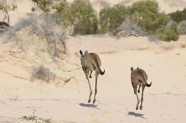Western Grey Kangaroos (Macropus Fuliginosus) pair hopping away across sand dunes
