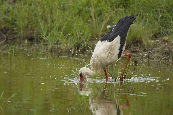White Stork (Ciconia ciconia) feeding in water, Bulgaria, May 2008, sequence 2  /  3