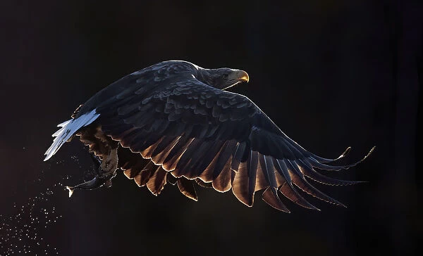 White-tailed eagle (Haliaeetus albicilla) in flight with fish in talons. Norway. October