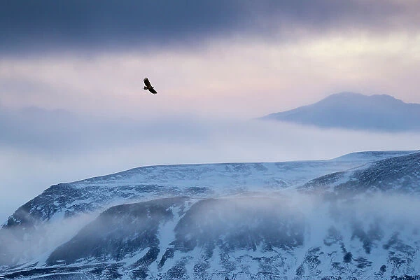 White-tailed eagle (Haliaeetus albicilla) in flight over mountain landscape at dusk, Iceland, January