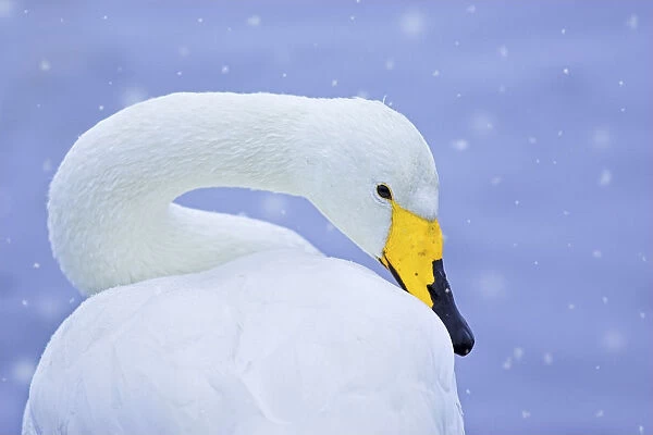 Whooper swan (Cygnus cygnus) in snowfall. Martin Mere Wetlands Trust, Lancashire, UK, January. Animal Portraits category, British Wildlife Photographer Awards (BWPA) competition 2012