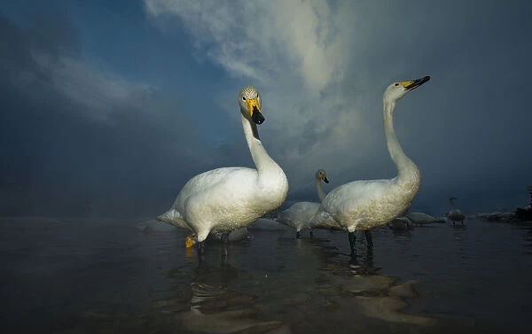Whooper swans (Cygnus cygnus) in misty hot springs, Lake Kussharo, Hokkaido, Japan, February