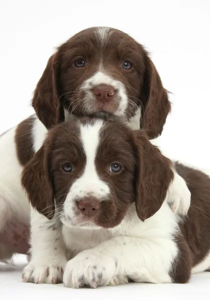 Working English springer spaniel puppies, age 6 weeks