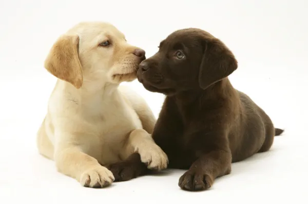 Yellow and Chocolate Labrador Retriever puppies