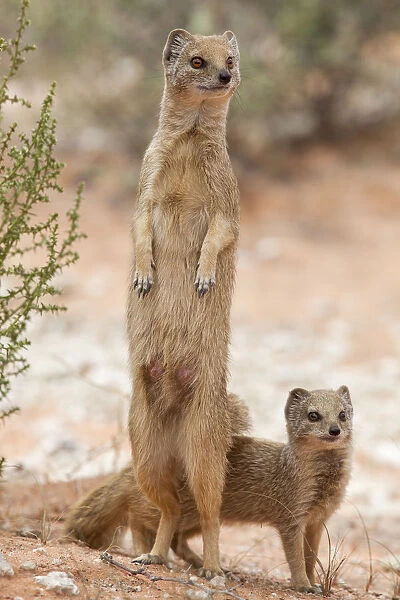 Yellow mongoose (Cynictis penicillata) standing on hind legs with young, Kgalagadi