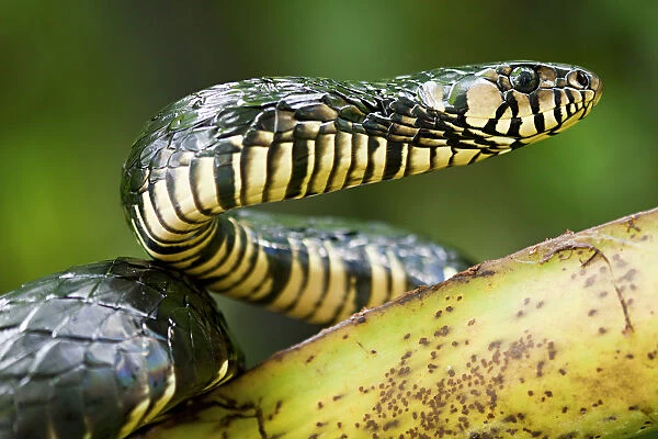 Yellow rat snake (Spilotes pullatus) portrait, Otongachi, Santo Domingo de los Tsachilas