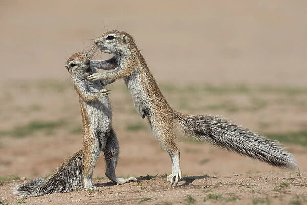 Young ground squirrels (Xerus inauris) fighting, Kgalagadi Transfrontier Park, Northern Cape