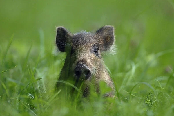 Young Wild Boar (Sus scrofa) sitting in grass. Vosges, France, July
