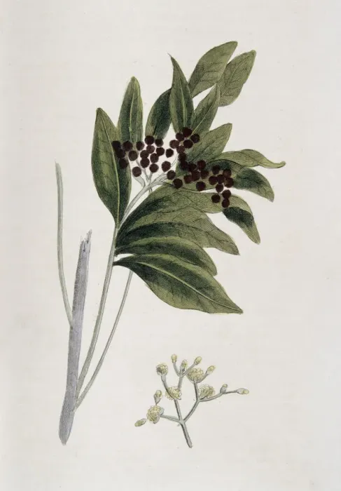 Framed Print : Allspice Print, 1823 Framed Print : Allspice Print, 1823