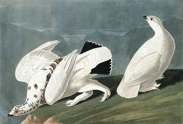 American Ptarmigan, Tetrao Mutus: White Tailed Grous, Tetrao Leucurus, 1845