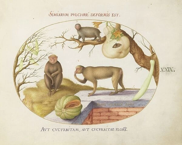 Animalia Qvadrvpedia et Reptilia (Terra): Plate XXIX, c. 1575 / 1580. Creator: Joris Hoefnagel