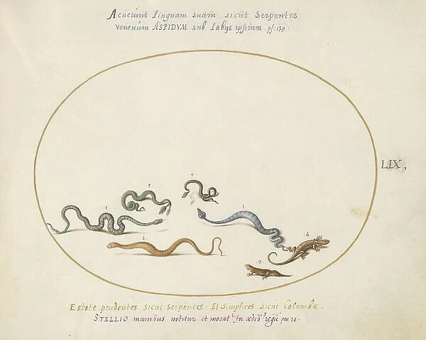 Animalia Qvadrvpedia et Reptilia (Terra): Plate LIX, c. 1575 / 1580. Creator: Joris Hoefnagel