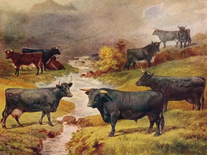 Framed Print : Print of Welsh Black cattle, c1906 Framed Print : Print of Welsh Black cattle, c1906