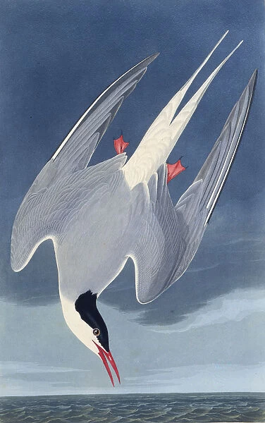 The Arctic tern. From The Birds of America, 1827-1838. Creator: Audubon