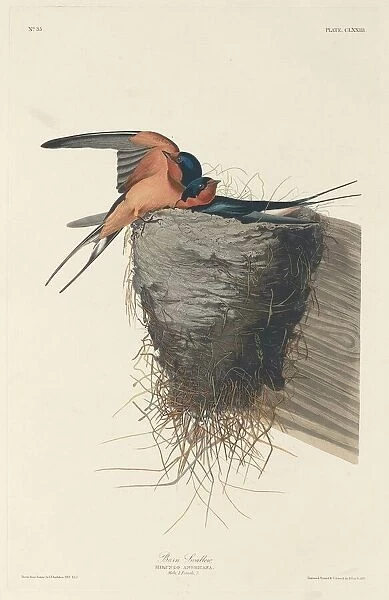 Barn Swallow, 1833. Creator: Robert Havell
