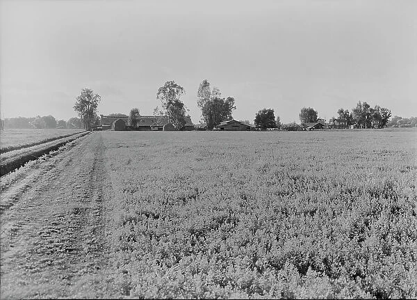 Barns of the old Mineral King Ranch seen across alfalfa field, Tulare County, California, 1938. Creator: Dorothea Lange