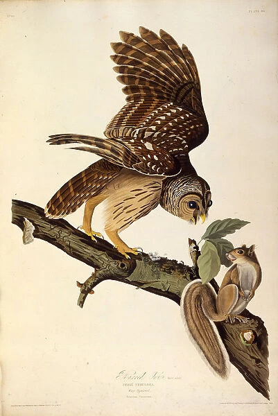 The barred owl. From The Birds of America, 1827-1838. Creator: Audubon