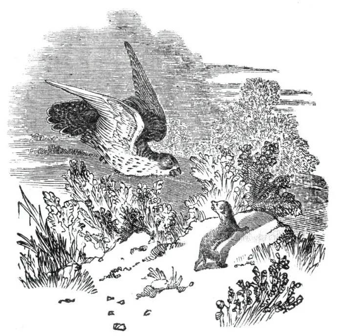 Framed Print : Battle between a Hawk and Weasel, 1844 Print Framed Print : Battle between a Hawk and Weasel, 1844 Print