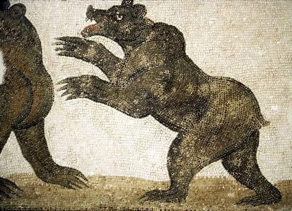 Bears Fighting, detail of Roman floor mosaic, from Utica, Tunisia, c3rd century