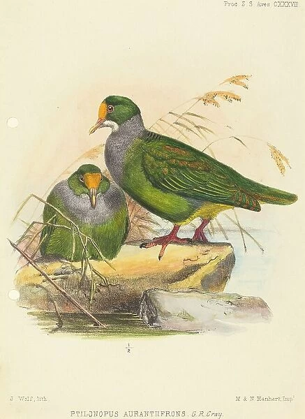 Two Birds (Ptilonopus Auranthfrons). Creator: Joseph Wolf
