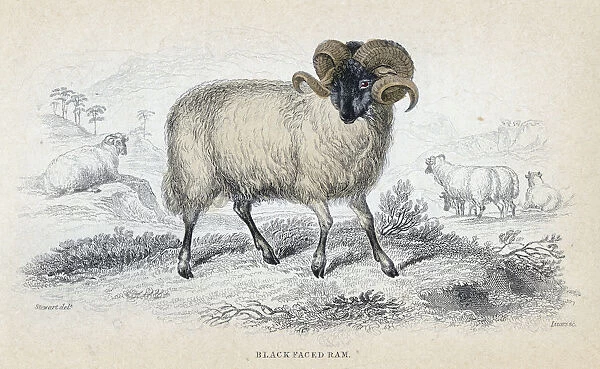 Black Faced Ram, mid 19th century. Artist: William Home Lizars