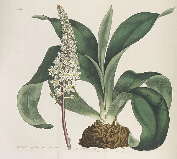 Botanical Magazine, 1787-1833. Creator: Curtis, William (1746-1799)