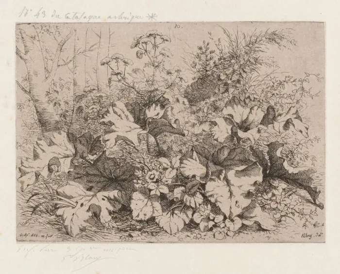 Framed Print : Burdock in Bloom 1858 Print Framed Print : Burdock in Bloom 1858 Print