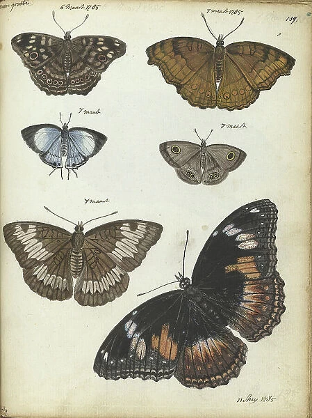 Butterflies from Java, 1785. Creator: Jan Brandes