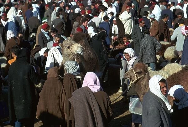 Camel market in Sousse, Tunisia