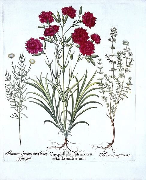Carnation, Cat Thyme and Common Lavender Cotton, from Hortus Eystettensis, by Basil Besler